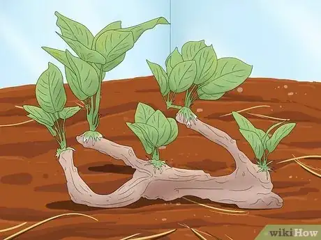 Image intitulée Care for Slugs Step 3