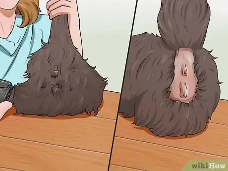 Image intitulée Shave a Cat Step 14