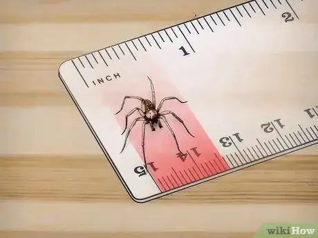 Image intitulée Identify a Hobo Spider Step 2