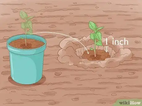 Image intitulée Grow Hot Peppers Step 10