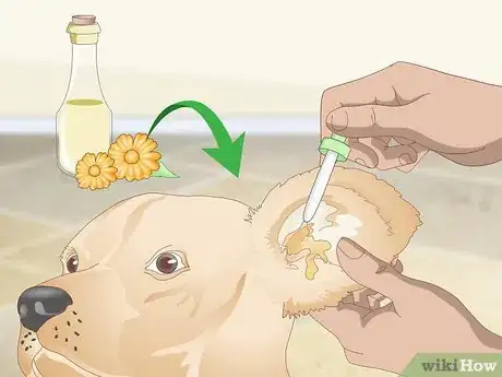 Image intitulée Treat Dog Ear Infections Naturally Step 6