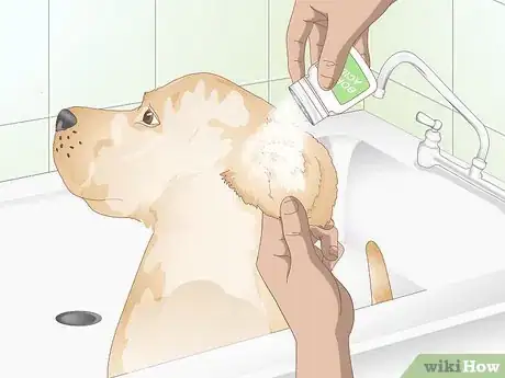 Image intitulée Treat Dog Ear Infections Naturally Step 7