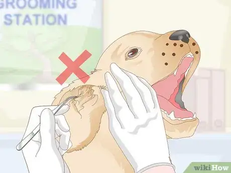 Image intitulée Treat Dog Ear Infections Naturally Step 9