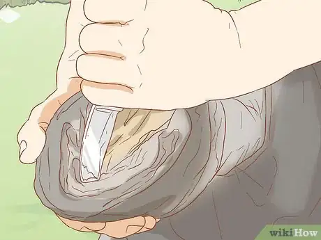 Image intitulée Identify a Hoof Abscess in Horses Step 10
