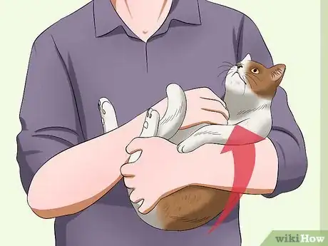 Image intitulée Carry a Cat Step 5