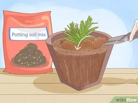 Image intitulée Plant Lavender in Pots Step 7