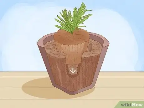 Image intitulée Plant Lavender in Pots Step 6
