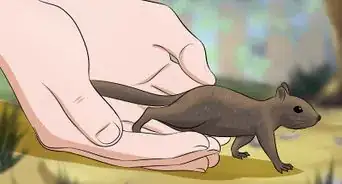 élever un bébé écureuil