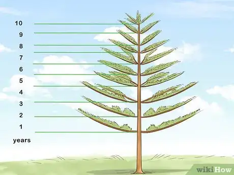 Image intitulée Determine the Age of a Tree Step 8