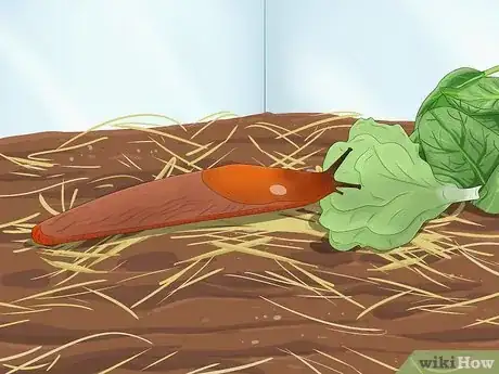 Image intitulée Care for Slugs Step 6