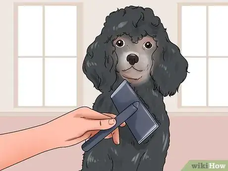 Image intitulée Reduce Excessive Shedding in Dogs Step 5