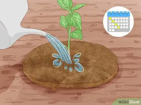 Image intitulée Grow Hot Peppers Step 16