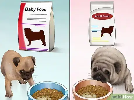 Image intitulée Care for a Pug Step 7