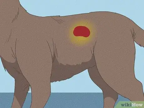 Image intitulée Recognize a Dying Dog Step 15