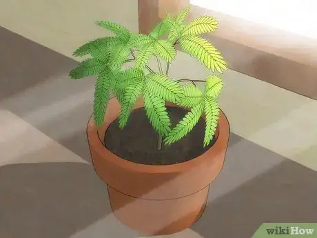 Image intitulée Grow a Sensitive Plant Step 5