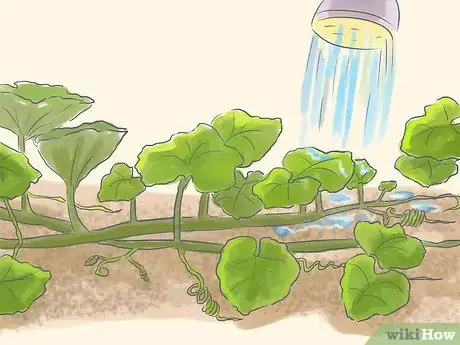 Image intitulée Grow Spaghetti Squash Step 7