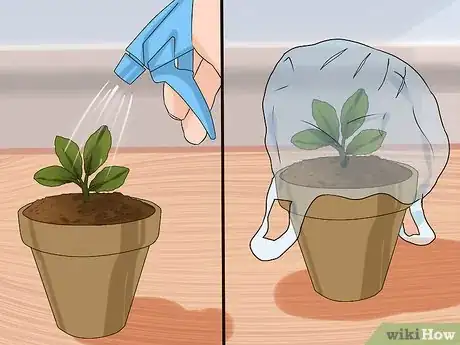 Image intitulée Grow Kalanchoe Step 5