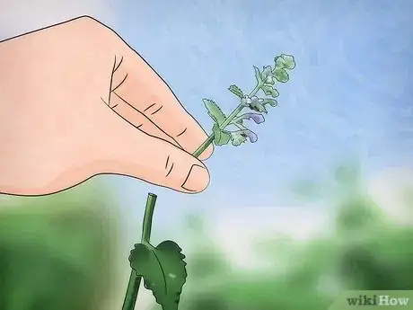 Image intitulée Grow Catnip Step 8