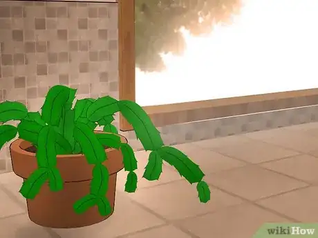Image intitulée Care for a Christmas Cactus Step 1