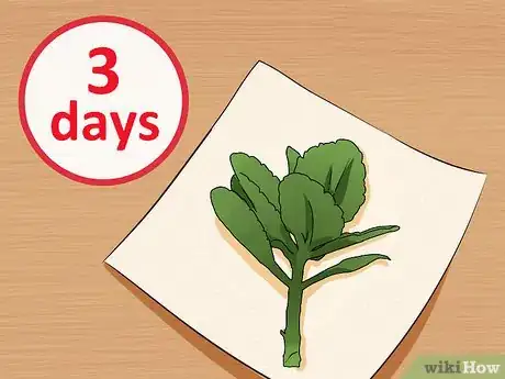 Image intitulée Grow Kalanchoe Step 2
