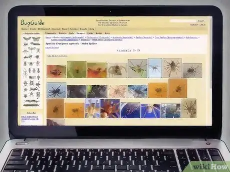 Image intitulée Identify a Hobo Spider Step 5