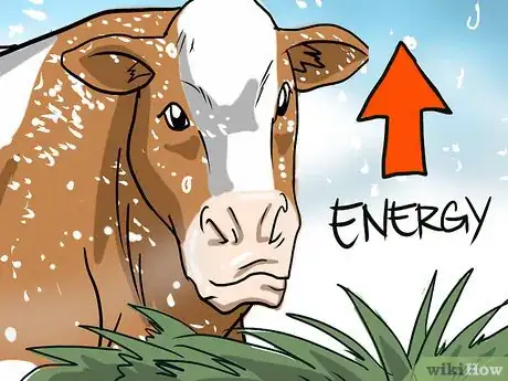 Image intitulée Feed Cattle Step 5