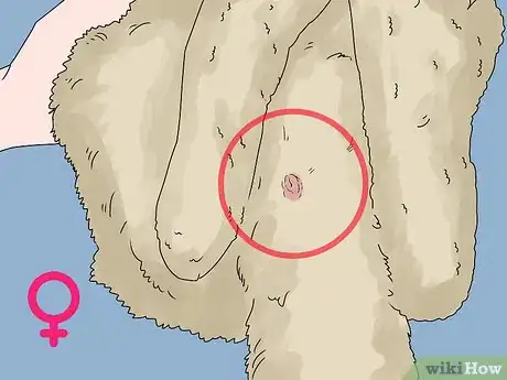 Image intitulée Determine the Sex of a Rabbit Step 7