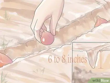 Image intitulée Grow Tulips Step 5