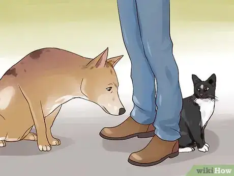Image intitulée Keep Your Dog from Chasing Cats Step 20