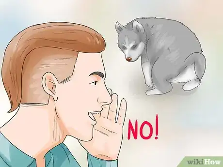 Image intitulée Train and Care for Your New Siberian Husky Puppy Step 9