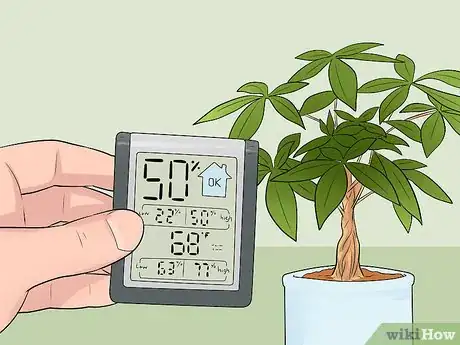 Image intitulée Care for a Money Tree Step 3