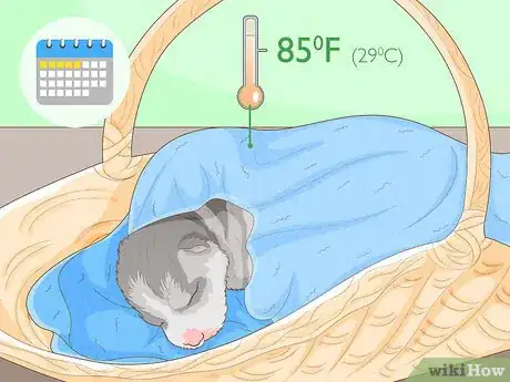 Image intitulée Breed Husky Dogs Step 20