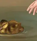 faire éclore un œuf de canard colvert