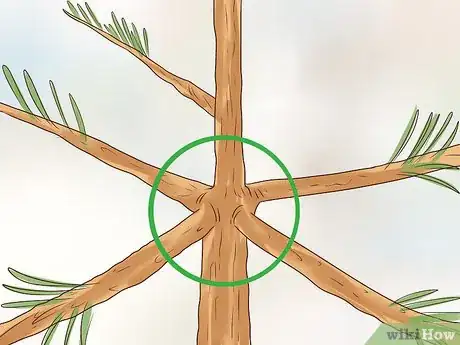 Image intitulée Determine the Age of a Tree Step 9