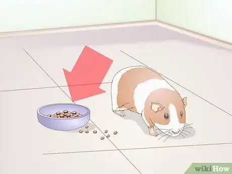 Image intitulée Diagnose Lumps in Guinea Pigs Step 5