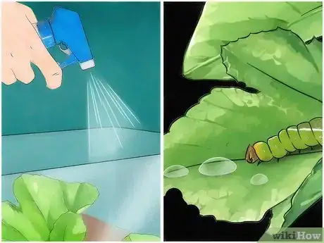 Image intitulée Take Care of a Caterpillar Until It Turns Into a Butterfly or Moth Step 12