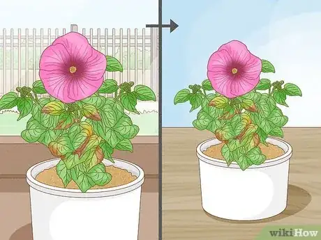 Image intitulée Winterize a Perennial Hibiscus Step 14