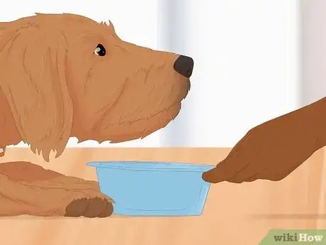Image intitulée Treat Canine Stroke Step 7