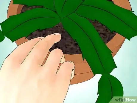 Image intitulée Care for a Christmas Cactus Step 5