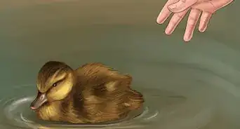 faire éclore un œuf de canard colvert