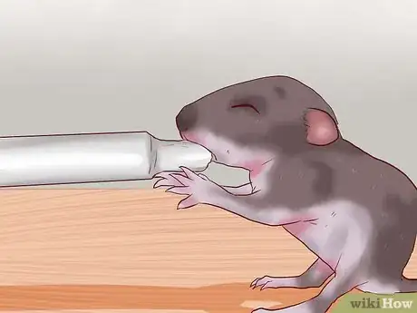 Image intitulée Care for Baby Mice Step 6