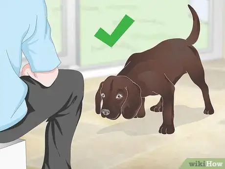 Image intitulée Stop Reverse Sneezing in Dogs Step 7