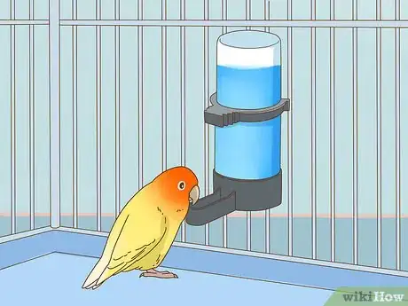 Image intitulée Keep a Lovebird As a Pet Step 16