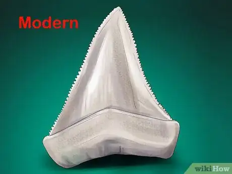 Image intitulée Identify Shark Teeth Step 13