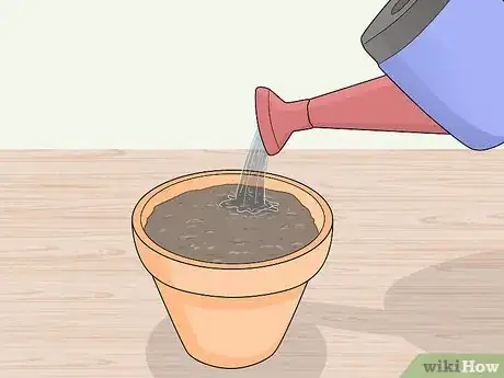 Image intitulée Grow an Onion from an Onion Step 7