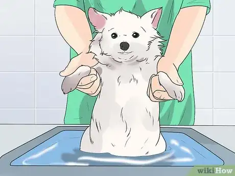 Image intitulée Groom a Westie Step 19
