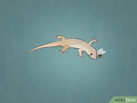 Image intitulée Chase Lizards out of Your House Step 8