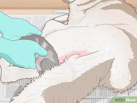 Image intitulée Breed Husky Dogs Step 17