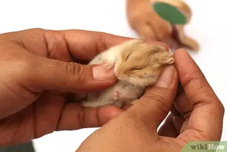 Image intitulée Care for a Hamster Step 8