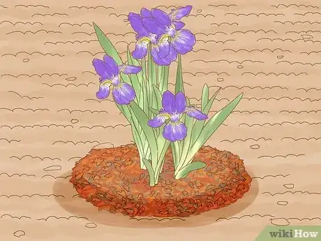 Image intitulée Deadhead an Iris Step 10